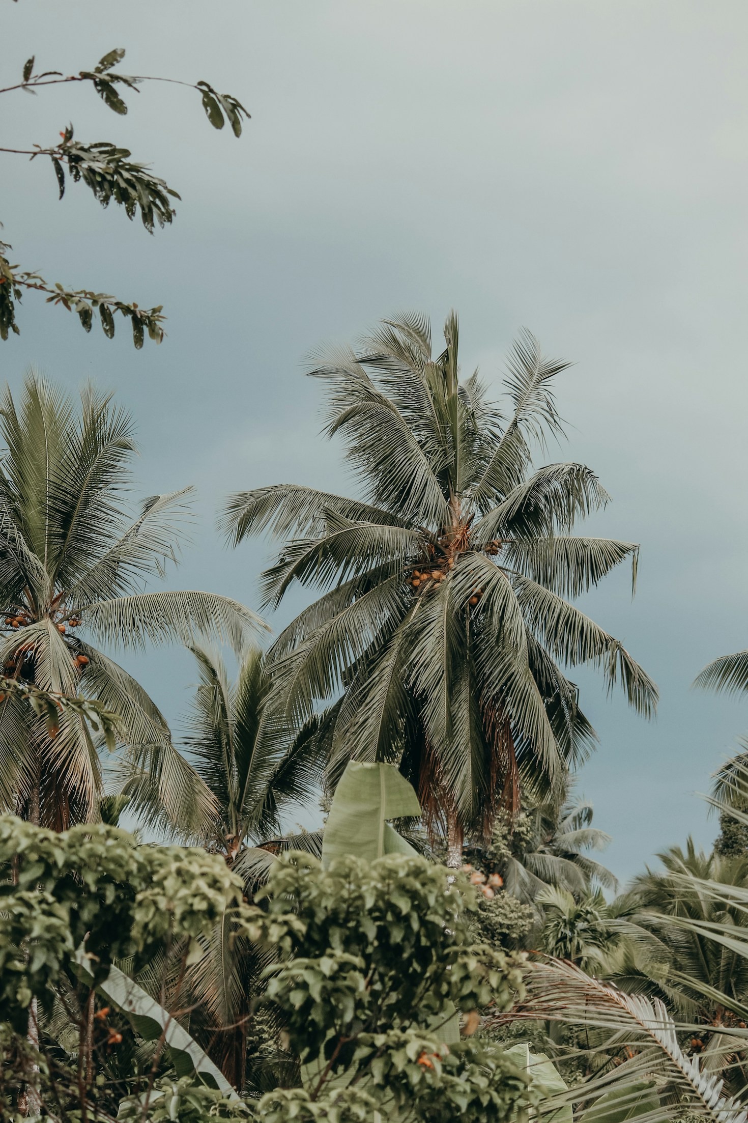 How Caribbean Music Shapes Global Sounds