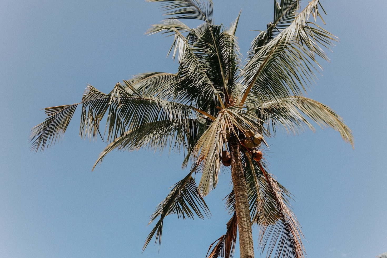 Understanding the Flavors of the Caribbean Through Media